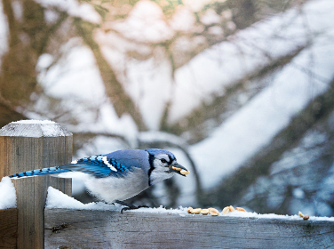 精彩纷呈的日漫韩漫大全：漫画爱好者的必备指南