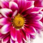 第九区在线观看免费版:探索外星生物与人类的惊险冒险之旅 3ehr4s