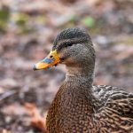 篮球优直播:畅享精彩赛事,尽在指尖的篮球盛宴 5iw8d1