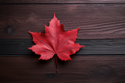 畅享免费看片子网页，海量影视资源一网打尽