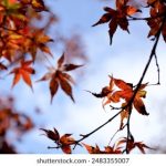 畅享免费在线观看高清电影,尽情享受视听盛宴 f1z8dq8y0