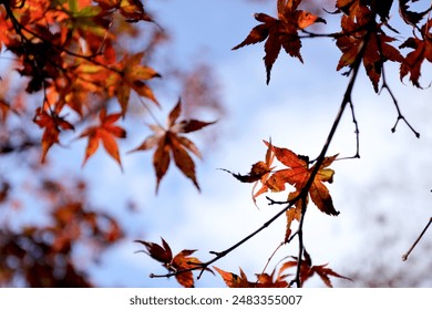 畅享免费在线观看高清电影，尽情享受视听盛宴